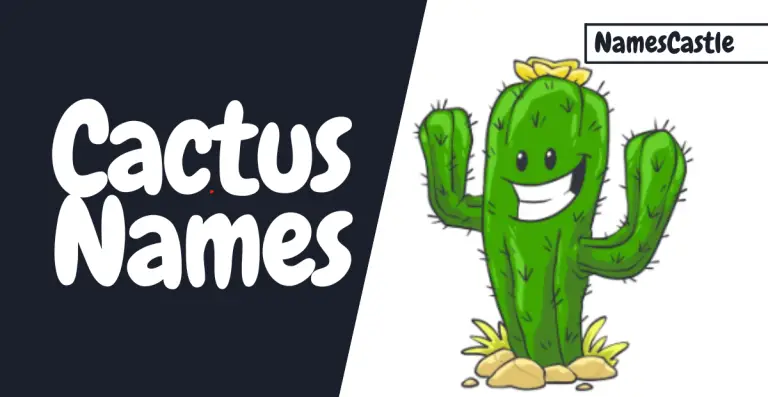 Names For Cactus to Make Your Plant Stand Out