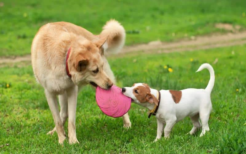 How to Keep Your Pets Truly Healthy