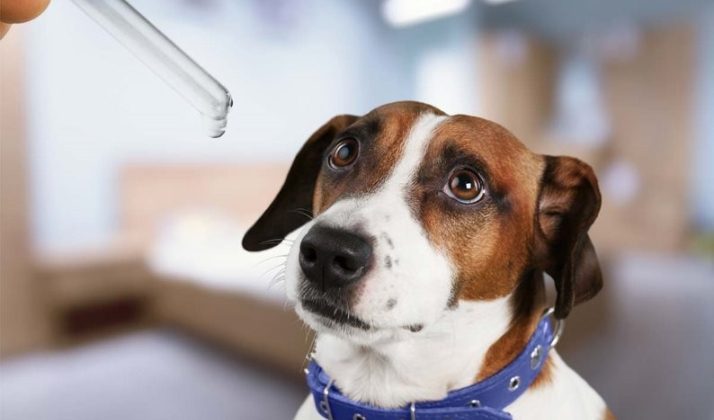 Dog Care