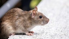 Discover effective strategies for rat removal in stadiums, focusing on safe, lasting pest control solutions.