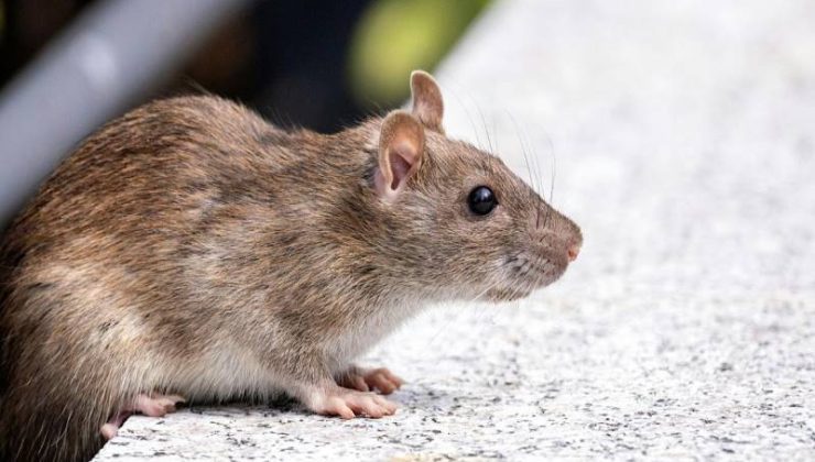 Discover effective strategies for rat removal in stadiums, focusing on safe, lasting pest control solutions.