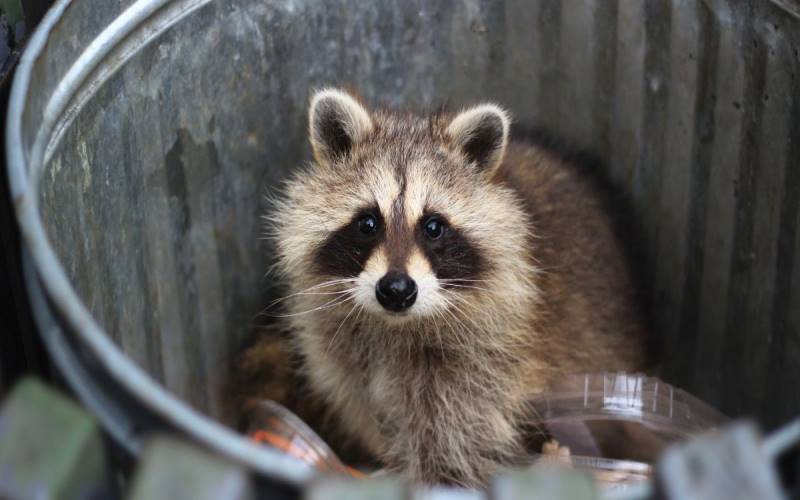 Learn how integrated pest management, regular inspections, and sanitation protocols help maintain a rodent-free environment in large public venues.