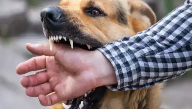 Finding The Right Dog Bite Attorney In Charlotte