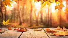 Picture on Leaf