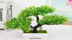 Bonsai Trees