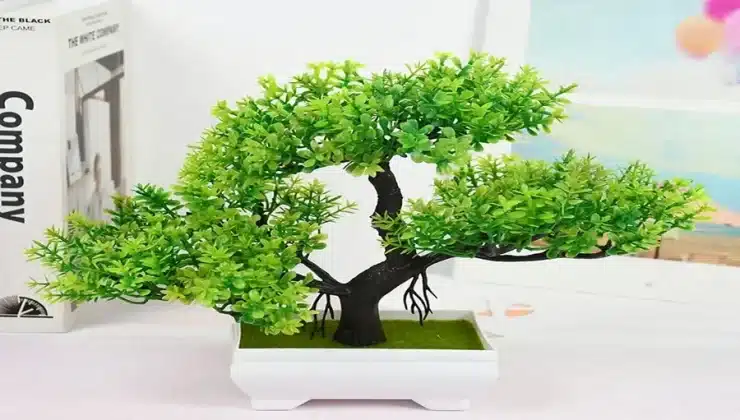 Bonsai Trees