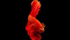 Koi Betta