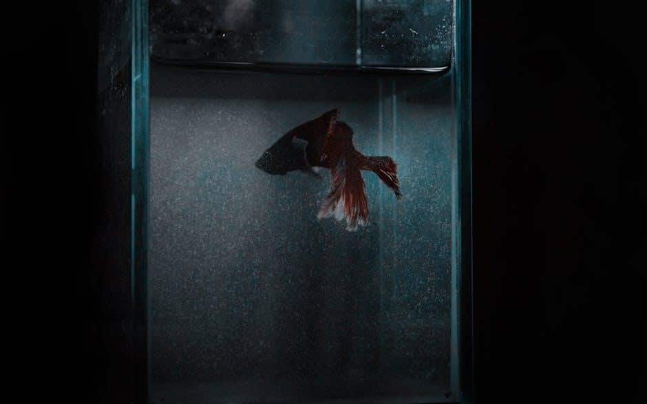 Koi Betta