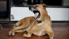 Attack