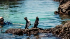 Galapagos Cruise Apart From Other Wildlife Trips